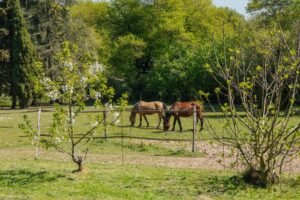 Quinsac – Maison d'exception avec dépendance, piscine et parc d'1,25 hectare – 20 min de Bordeaux